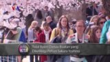 VOA Dunia Kita: Festival Sakura di Washington DC (1)