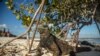 Iguana laut Galapagos (Amblyrhynchus cristatus) berjemur di samping turis di pantai Teluk Tortuga di Pulau Santa Cruz di Galapagos, Ekuador, 20 Januari 2018. (Foto: AFP)