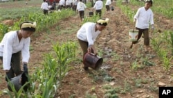 지난달 22일 북한 황해남도 고현리에서 옥수수밭에 물을 대는 군인들.