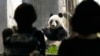 Japoneses dicen adiós a popular pareja de pandas que regresa a China