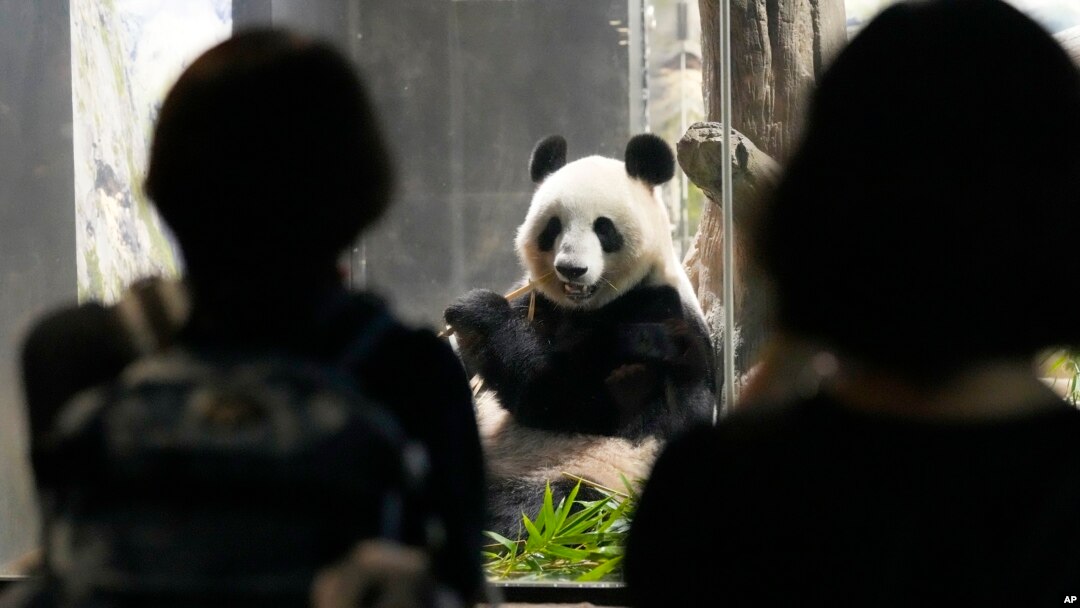 Los visitantes observan al panda gigante Shin Shin en el zoológico de Ueno, un día antes del regreso de la pareja de pandas gigantes Ri Ri y Shin Shin a China, el 28 de septiembre de 2024, en Tokio.