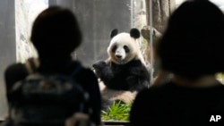 Los visitantes observan al panda gigante Shin Shin en el zoológico de Ueno, un día antes del regreso de la pareja de pandas gigantes Ri Ri y Shin Shin a China, el 28 de septiembre de 2024, en Tokio.