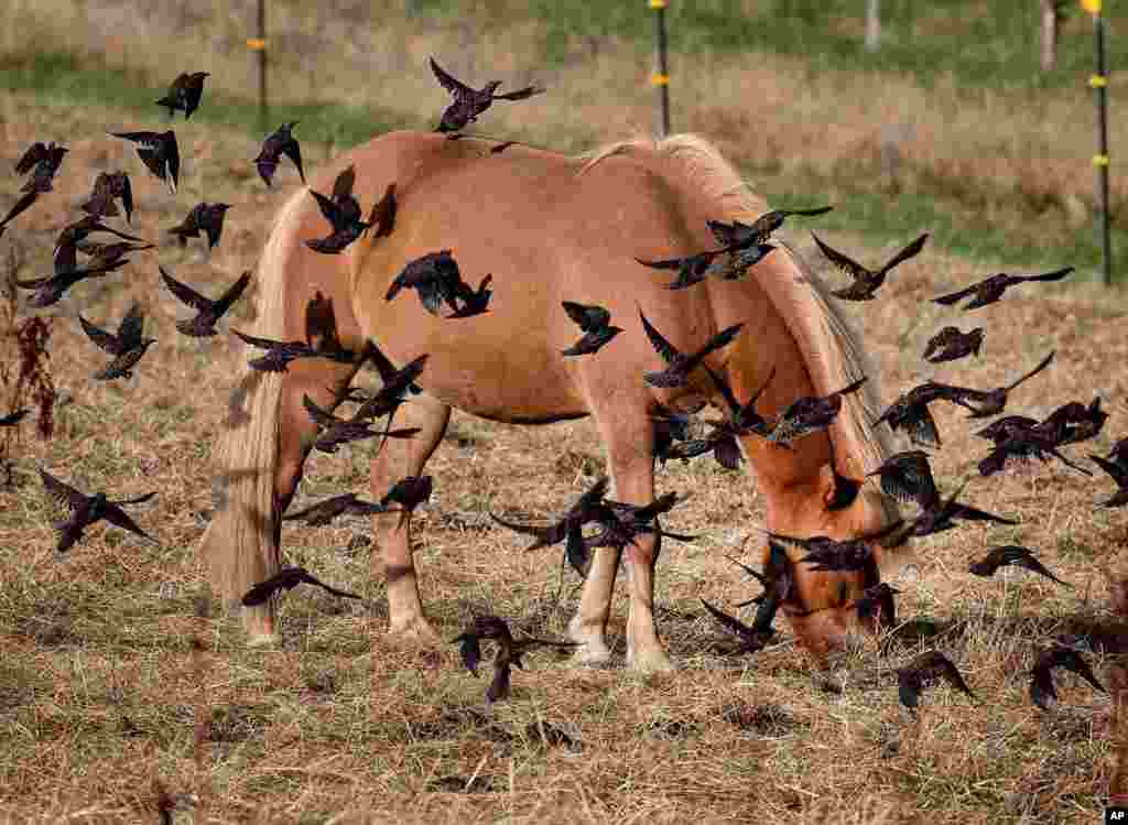 An Icelandic horse is surrounded by starlings as it grazes at a meadow in Wehrheim Germany.