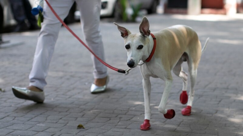 Pets, Especially Dogs, Help During Quarantine