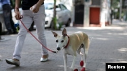 A dog wearing red shoes walks in the park as the COVID-19 outbreak continues, in Mexico City, Mexico, April 8, 2020. 