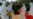 Emergency Ebola Intervention Launched in Guinea