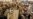 Angry Copts Attack Vehicle Carrying Egypt's Top Muslim Clerics