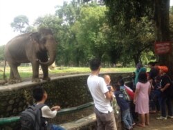 Pengunjung di Kebun Binatang Ragunan, DKI Jakarta, sedang melihat seekor gajah Sumatra. Jumat 14 April 2017. (Foto: VOA/Anugrah Andriansyah)