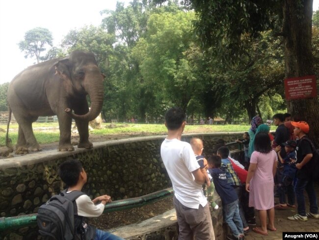 Pengunjung di Kebun Binatang Ragunan, DKI Jakarta, sedang melihat seekor gajah Sumatra. Jumat 14 April 2017. (Foto: VOA/Anugrah Andriansyah)