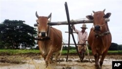 myanmar farmer