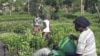 Ugandan Peasants Risk Losing Land to International Companies