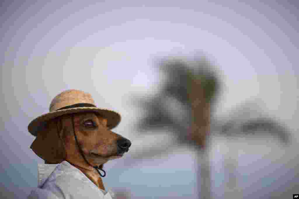 A dog named Caique wears a hat and shirt on Arpoador beach in Rio de Janeiro, Brazil, Jan. 18, 2014.