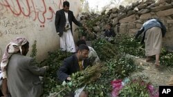 Vendors prepare qat for customers at a qat market, in the Yemeni capital Sana'a. Qat, which is popular with many Yemeni adults, is a leaf that gives a mild narcotic high when chewed. (file photo)