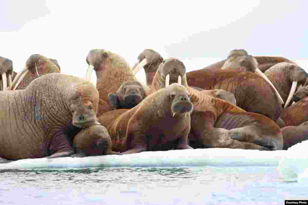 Sekelompok anjing laut di atas es di Laut Chukchi Timur, Alaska, yang terancam pencairan es. (S.A. Sonsthagen/USGS) 