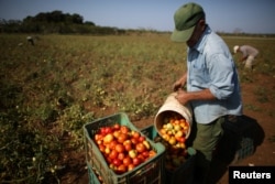 FILE - Retired Veterinarian Oscar Alfonso, 76, picks tomatoes near San Antonio de los Banos in Artemjsa province, Cuba, April 13, 2016.