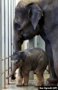 Love from a Mama elephant is some of the biggest around! This baby Asian elephant walks with her mother. The baby elephant was born in a U.S. zoo on Dec. 22, 2014 and is named Achara.(AP Photo/Sue Ogrocki)
