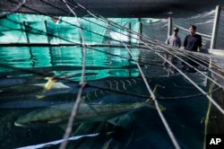 FILE - California yellowtail swim in a tank as project manager Federico Rotman, left, and technician Patrick Appel, of the Hubbs SeaWorld Institute, look on at their facility in San Diego, Nov. 17, 2015.