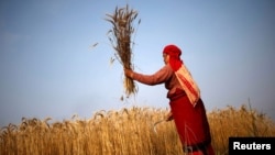A woman harvests wheat on a field in Bhaktapur, Nepal, May 19, 2015. 