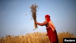 A woman harvests wheat on a field in Bhaktapur, Nepal, May 19, 2015. 