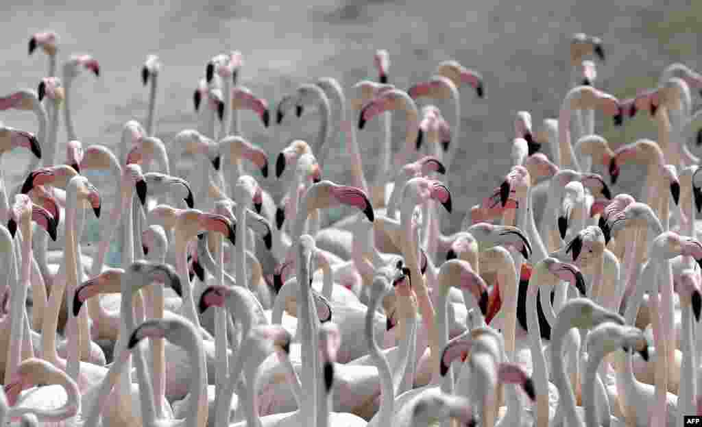 Pink flamingos stand in the water at the Ras al-Khor Wildlife Sanctuary on the outskirts of Dubai, in the United Arab Emirates.