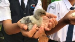 Pemkot Bandung mendistirbusikan 2000 anak ayam dalam program 'chickenisasi' yang diharapkan mengurangi kecanduai pada gawai. (VOA/Rio Tuasikal)