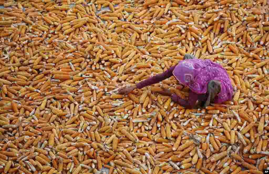 Seorang petani mengeringkan jagung di desa Aloli, sekitar 90 kilometer sebelah tenggara Ajmer, negara bagian Rajasthan di India.