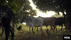 Cows in C.A.R. are a cause of intercommunal conflict, especially between nomadic herders and pastoralists. (Photo: Zack Baddorf for VOA)