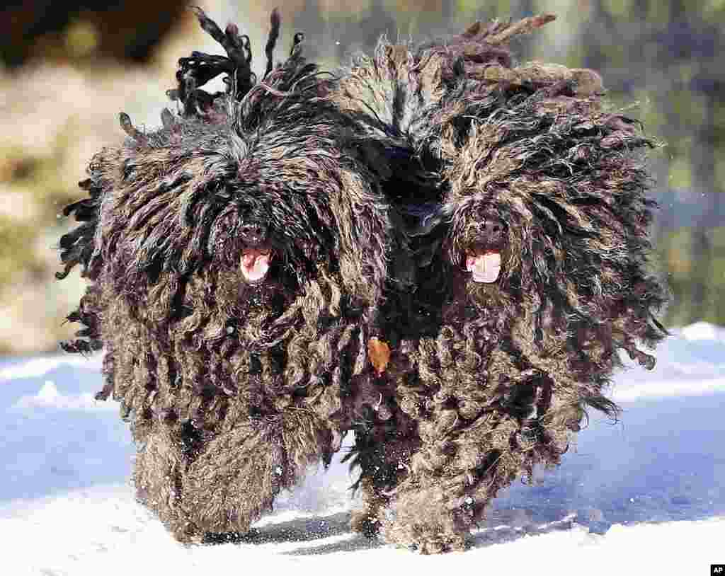 دو سگ نژاد &laquo;پلی&raquo; در برف شهر لاترتال آلمان بازی می&zwnj;&zwnj;کنند. آنها مجار هستند و کمتر در جاهای دیگر دیده می شوند. &nbsp;