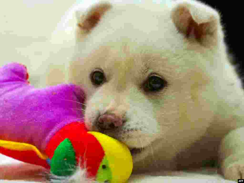 A dog called Snowball rescued from a dog meat farm in South Korea settles into the Animal Welfare League of Alexandria shelter, Jan. 5, 2015. A total of 23 dogs destined to be killed for human consumption in South Korea are being imported into the United States this week to be put up for adoption as pets, in the first dog rescue of its kind.