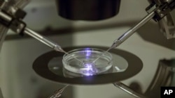 FILE - An embryologist works on a petri dish at the Create Health fertility clinic in south London, Britain, Aug. 14, 2013.