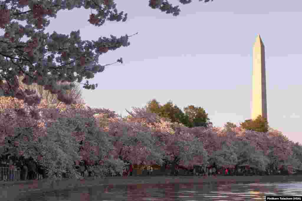 Views of Washington Monument, Cherry Blossoms and Tidal Basin. Washington,DC April 4, 2019.