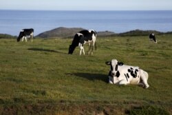 Sapi merumput di padang rumput D Ranch di Point Reyes National Seashore, California, 9 April 2015. (Foto: REUTERS/Robert Galbraith)