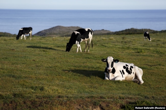 Sapi merumput di padang rumput D Ranch di Point Reyes National Seashore, California, 9 April 2015. (Foto: REUTERS/Robert Galbraith)