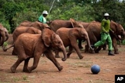 As shown in the IMAX® film Born to be Wild 3D, elephants at the David Sheldrick Wildlife Trust play soccer with their keepers as a form of exercise and enrichment. Photo copyright ©2011 Warner Bros. Entertainment Inc.