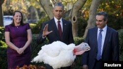 추수감사절을 하루 앞둔 25일 바락 오바마 미국 대통령(가운데)이 백악관 전통 행사인 칠면조 사면식을 하고 있다.
