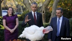 U.S. President Barack Obama pardons the National Thanksgiving Turkey during the 68th annual presentation of the turkey in the Rose Garden of the White House in Washington November 25, 2015.