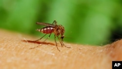Experts say mosquitoes that transmit malaria thrive in the landscape that's left after forests have been cleared.