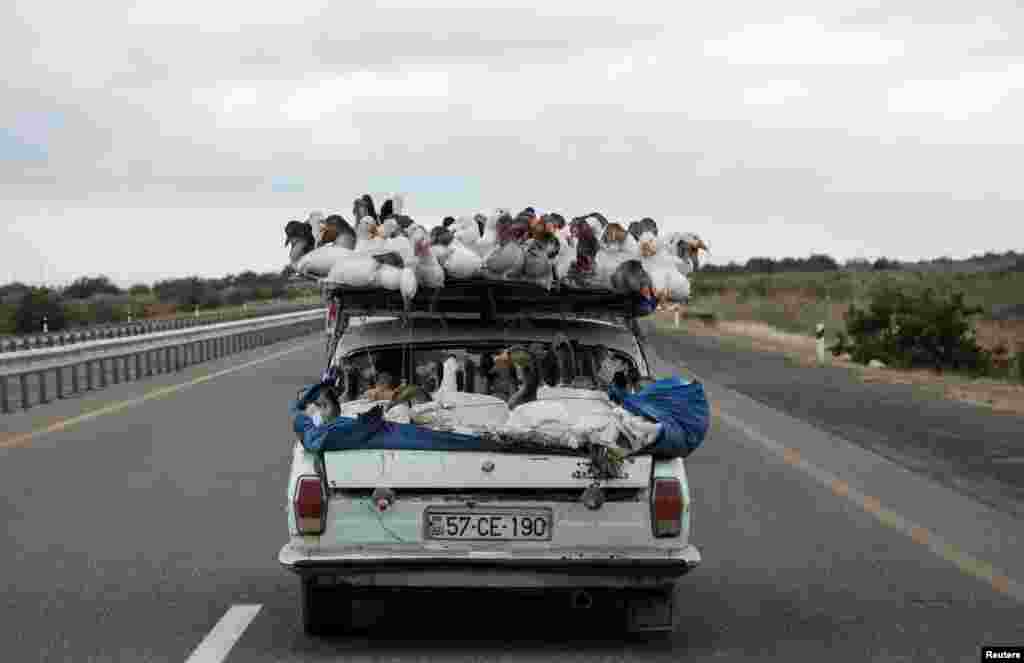 A man carries geese on top of his car as he drives on a highway that leads to the city of Ganja, Azerbaijan.