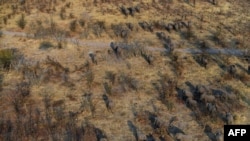 Les éléphants errent dans les plaines du district de Chobe, en Ouganda, le 19 septembre 2018.