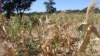 Abnormal Dry Spell, Floods Cripple Zimbabwe Crop Season