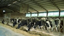Groups Press for US Ban on Antibiotics in Healthy Animals