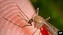 ملیریا کے حفاظتی ٹیکے بنانے میں پیش رفت