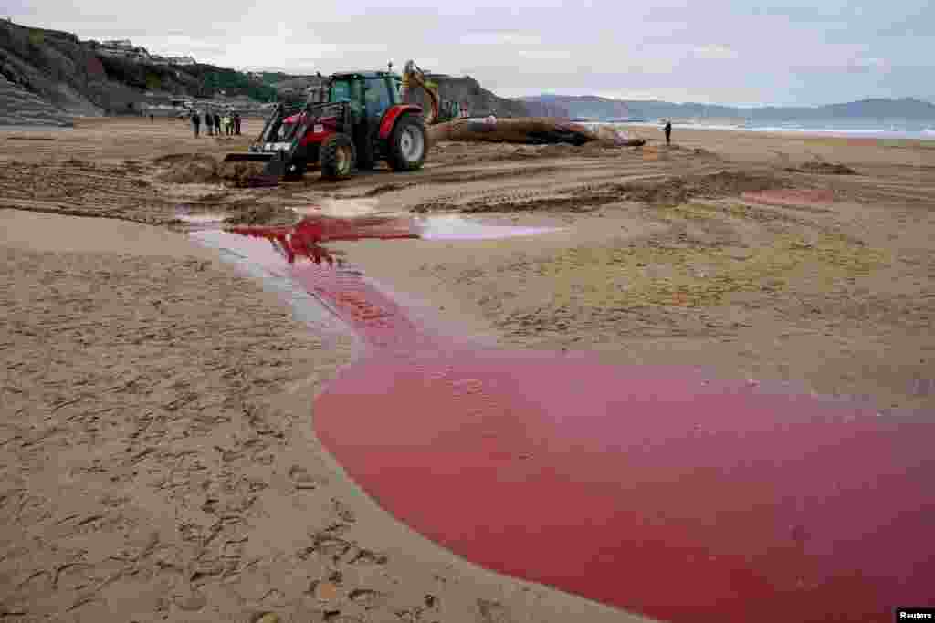 A pool of blood is seen at the scene where 16,70-meter long fin whale beached itself on Sunday following heavy storms in the Bay of Biscay at Sopela Beach, near Bilbao, Spain..