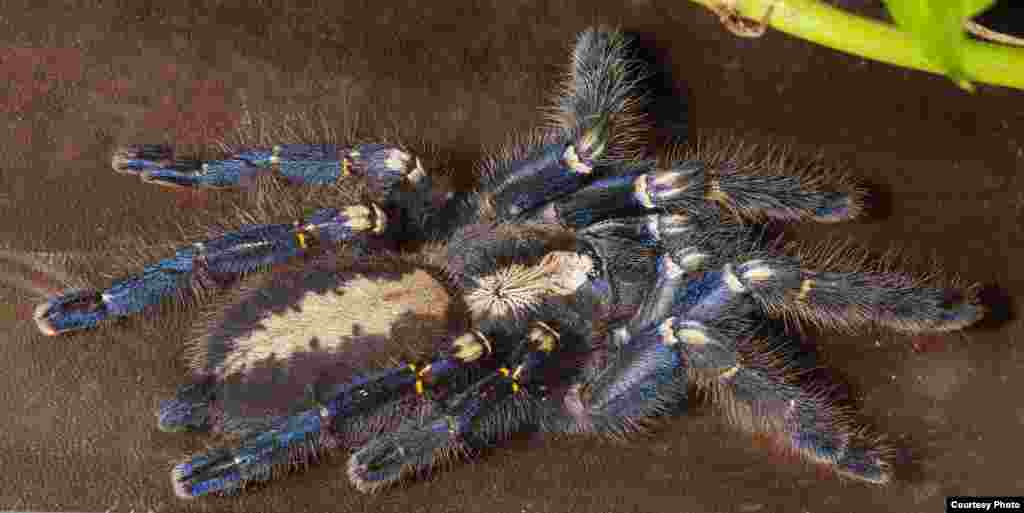 Ornamental tarantulas can be as colorful as tropical birds, a sharp contrast to the fearsome, dark and dangerous creatures many imagine. (© AMNH\R. Mickens)