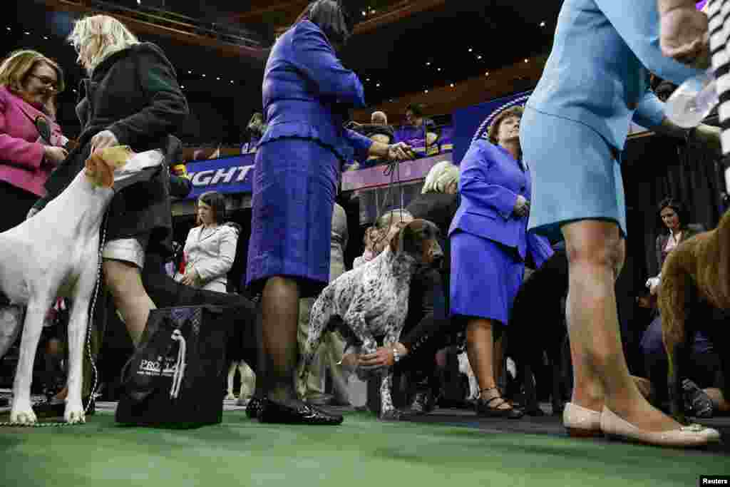 Dog handlers stand with their dogs at the sporting group judging at the 138th Westminster Kennel Club Dog Show, Madison Square Garden, New York City, NY, Feb. 11, 2014.