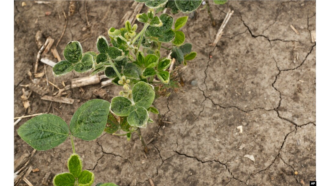 In this July 26, 2017, photo, soybeans grow in a farm field near Indianola, Iowa. Drought conditions are getting worse in several states, and extreme heat and weeks with little rain have begun to stress corn, soybeans, wheat and livestock.