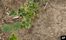 In this July 26, 2017, photo, soybeans grow in a farm field near Indianola, Iowa. Drought conditions are getting worse in several states, and extreme heat and weeks with little rain have begun to stress corn, soybeans, wheat and livestock.