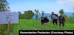 Importir bekerja sama dengan petani di Malang menanam bawang putih. (Foto: Kementan)