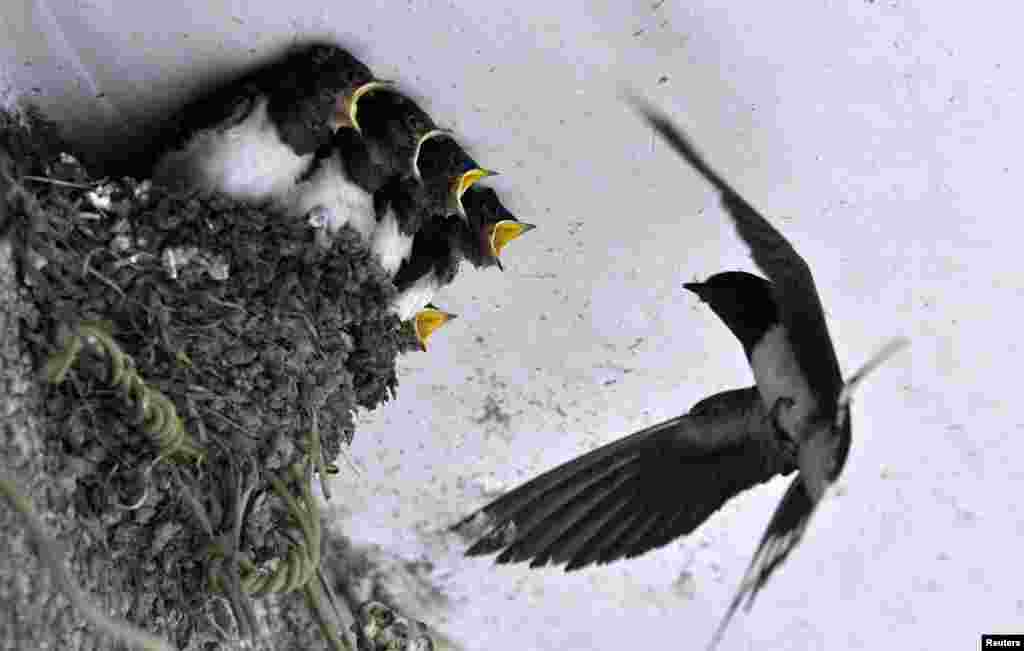 A swallow feeds her babies in their nest under the ceiling of a residential house in Dongfeng township of Guiyang, Guizhou province, India, May 5, 2014.