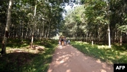 Plantation d'hévéas à Grand-Lahou, en Côte d'Ivoire, le 31 juillet 2018.